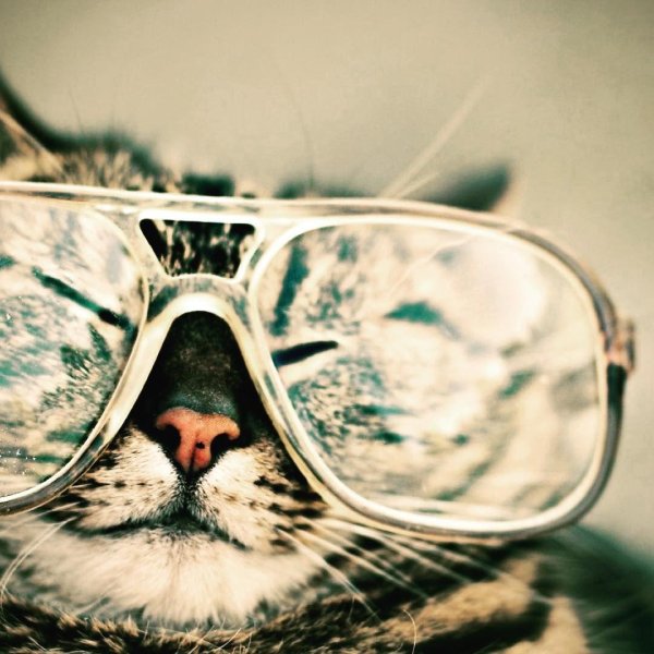 кошка в очках