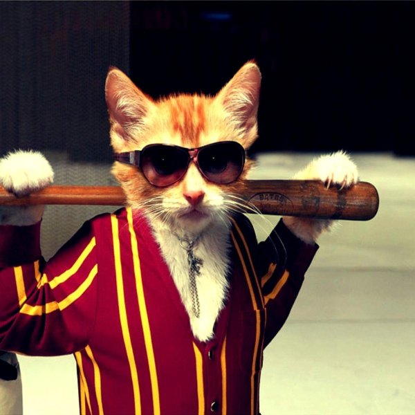 кот хулиган