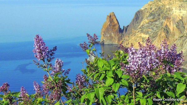 сирень севастополь