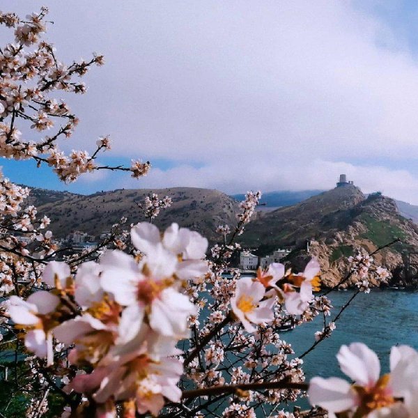 ялта цветение миндаля