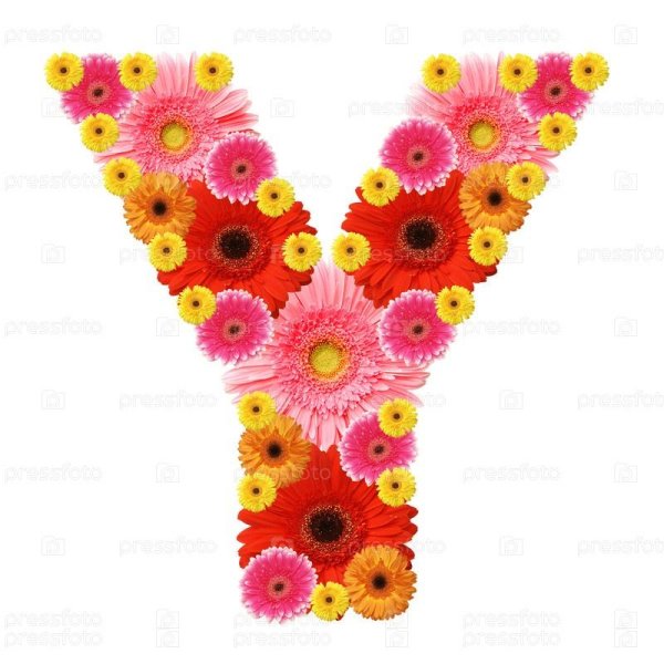 цветок гербера