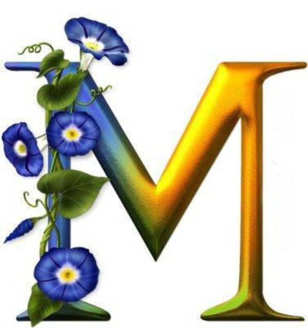 цветок вьюнок ипомея