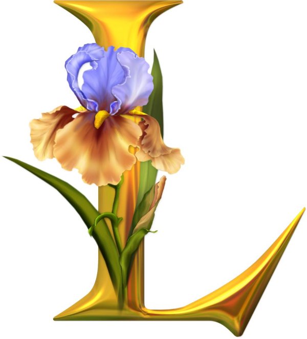 ирис цветок