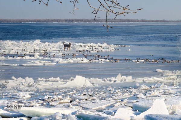 Весна ледоход
