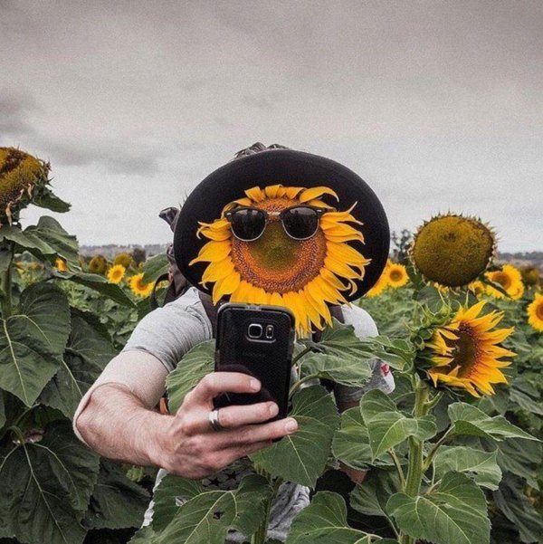 веселые подсолнухи