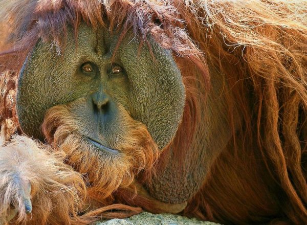 орангутанг планета обезьян