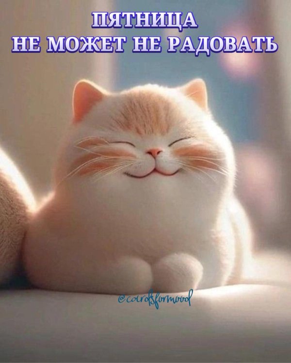 очаровательные котята