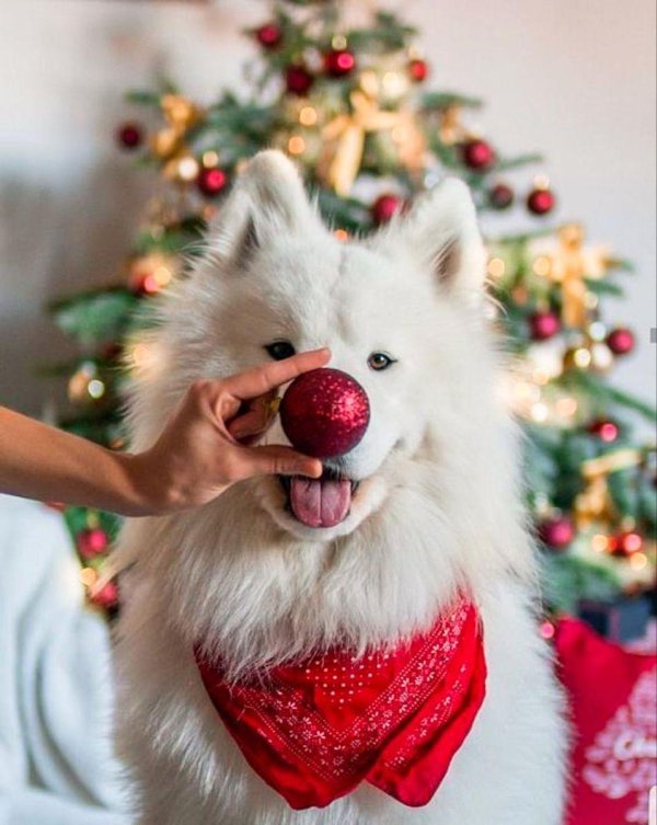 самоедская лайка