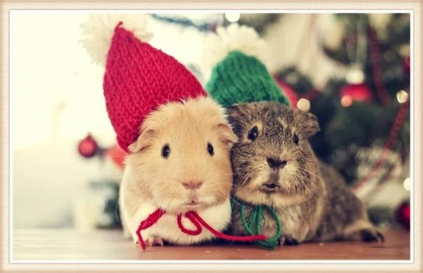 морская свинка