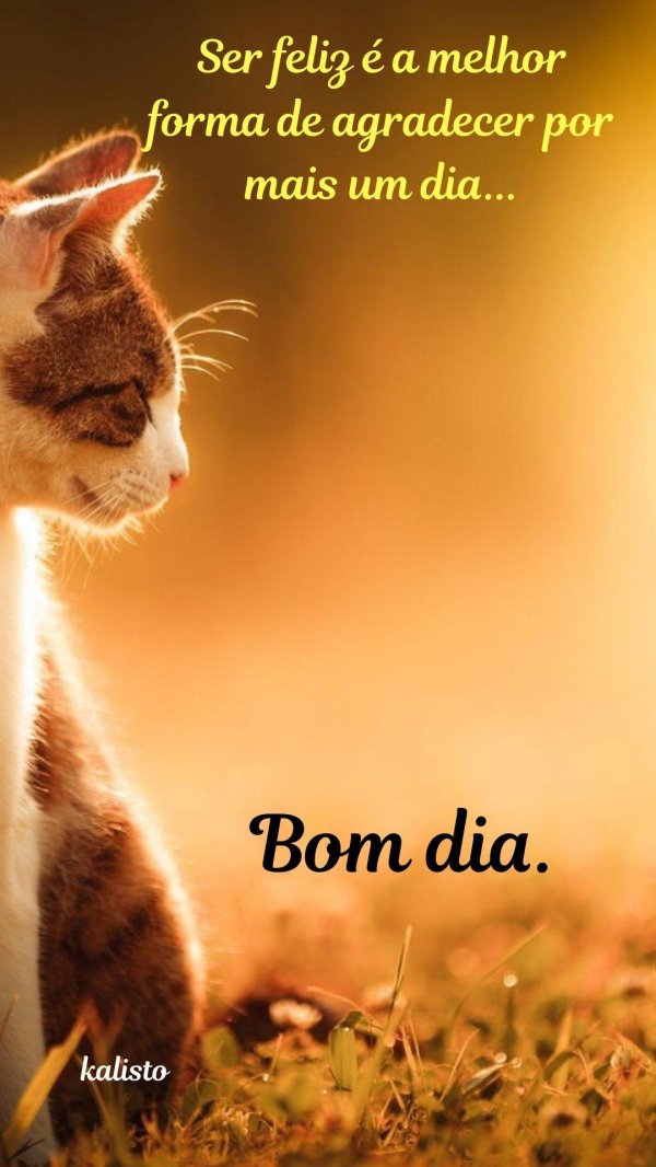 солнечная кошка