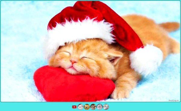 новогодние котята