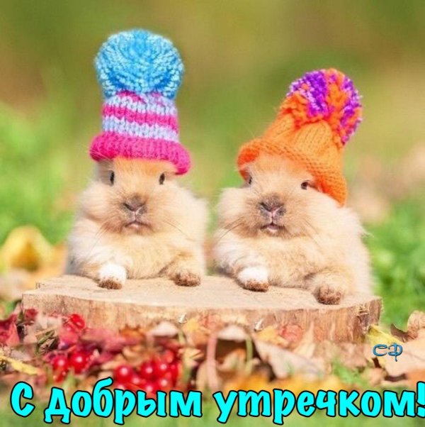 кролик в шапочке