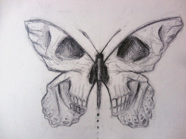 бабочка череп