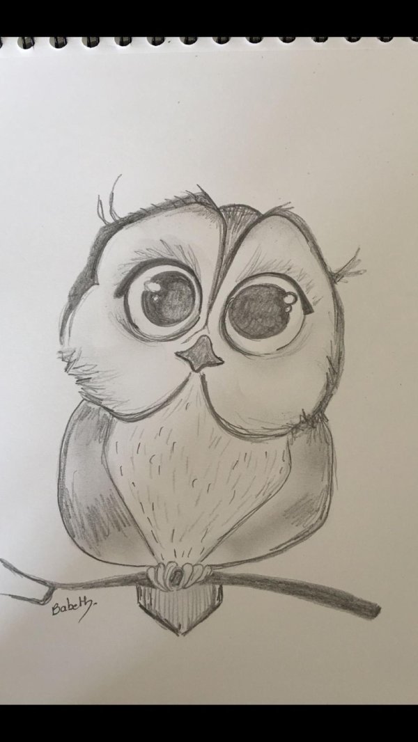 зарисовка совы