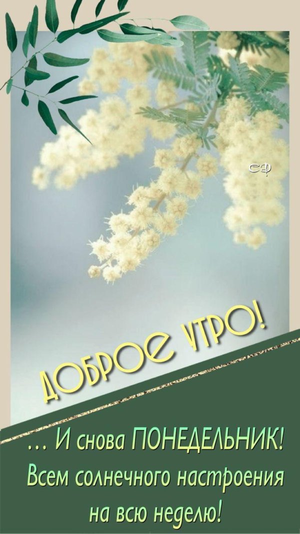доброе утро понедельника красивые