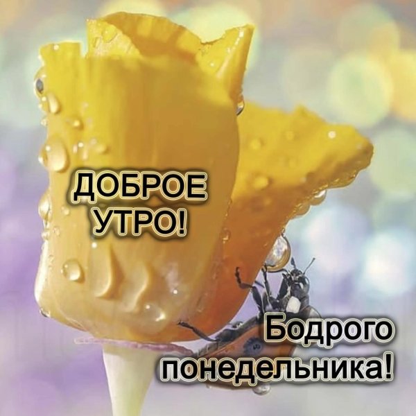 понедельник доброго утра