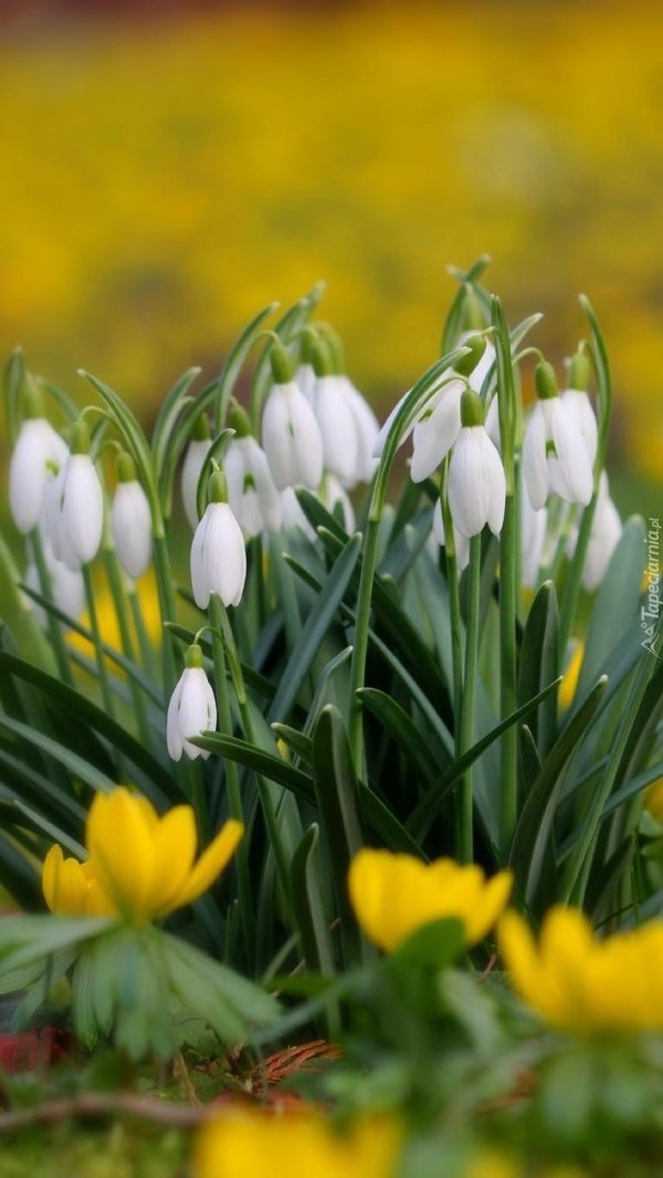 подснежник цветок