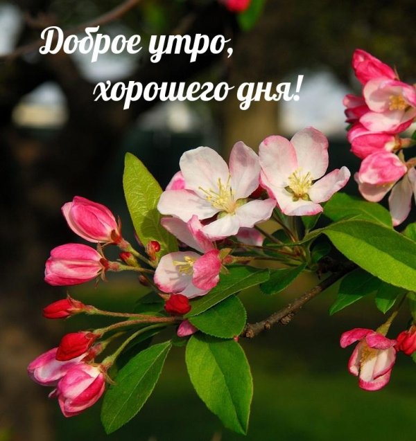 цветки яблони