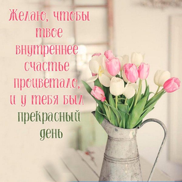 розовые тюльпаны