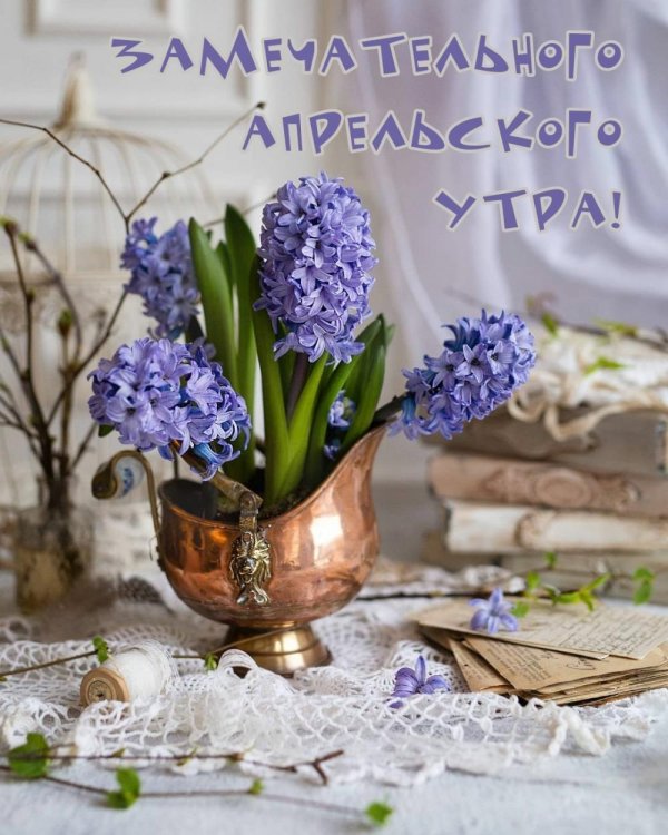 хорошего дня с гиацинтами