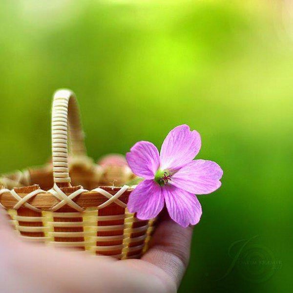 красивая цветок