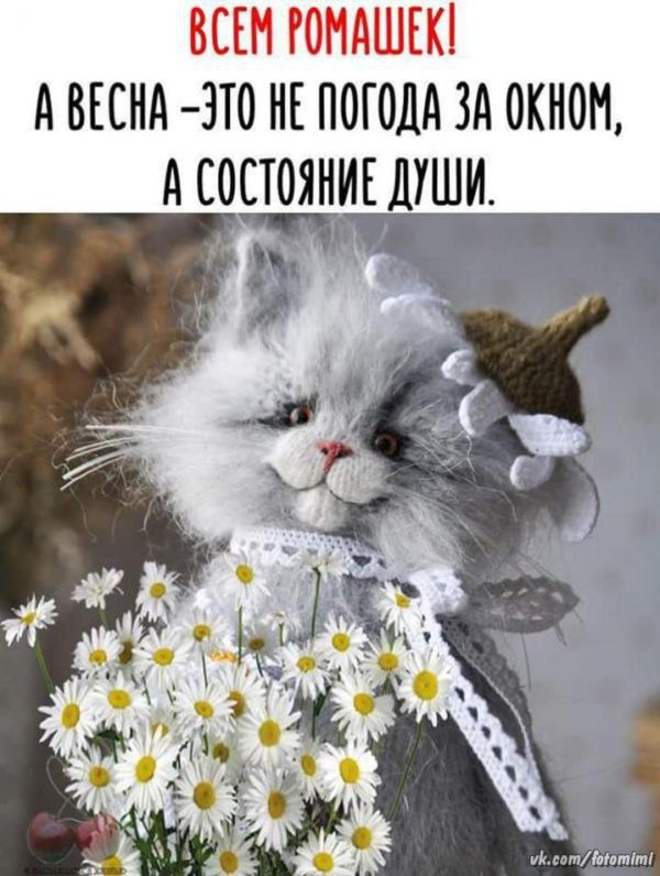 вязаные коты