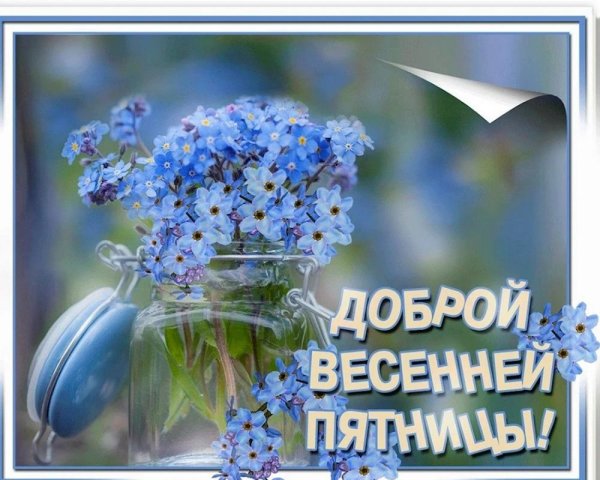 доброе утро незабудки