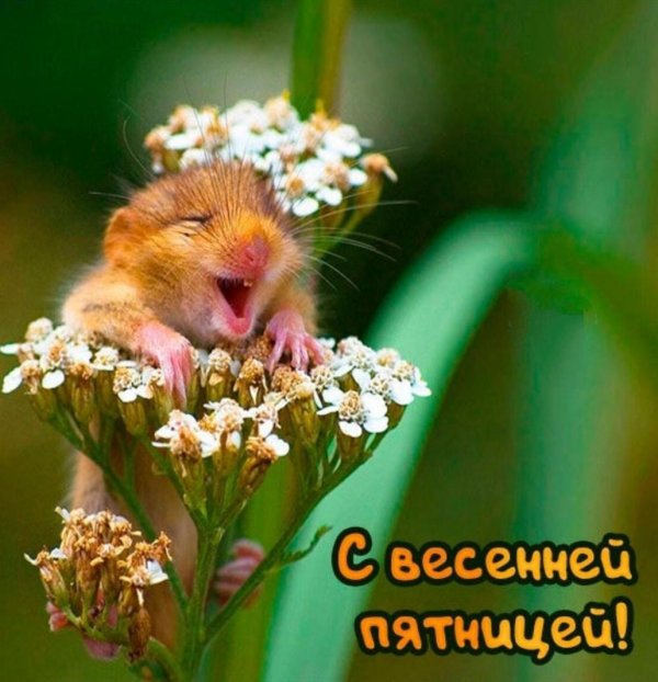 хомячок улыбается