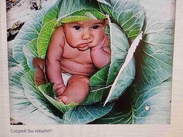 младенец в капусте