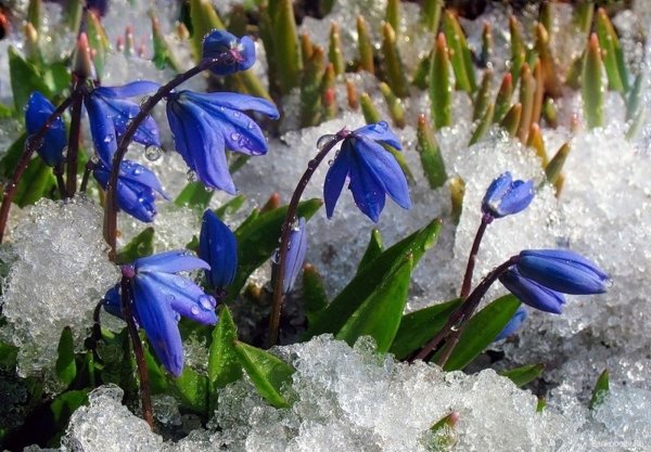 пролеска сибирская