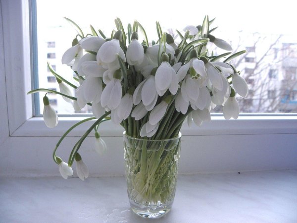 весенний букет подснежников