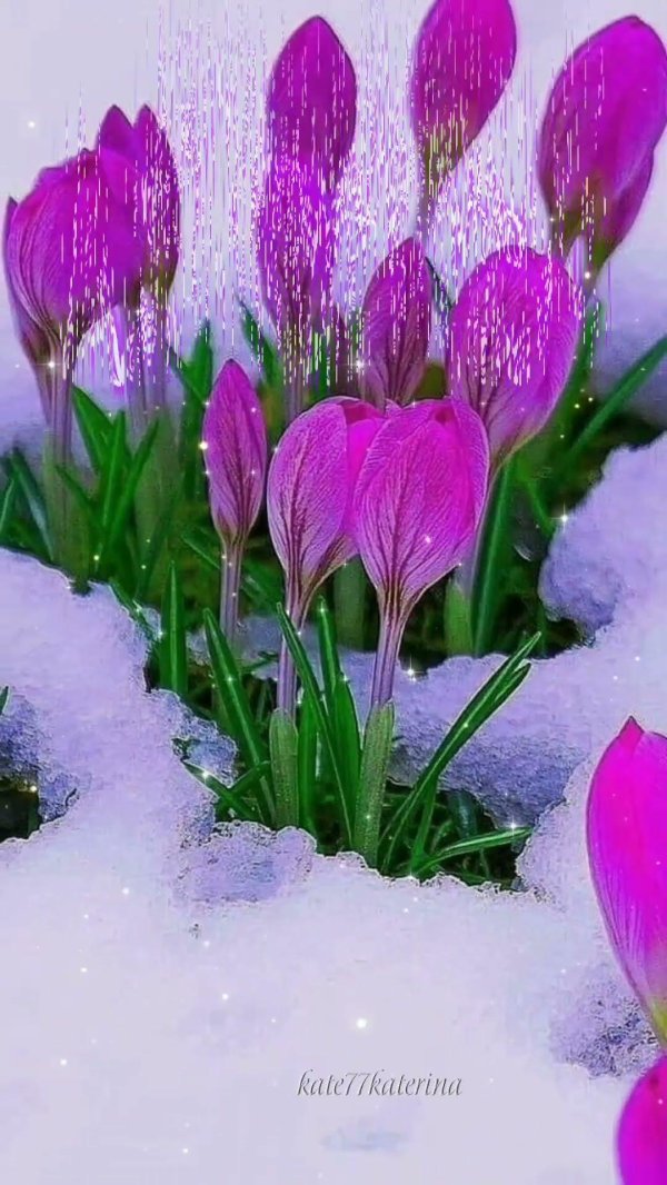 первоцветы в снегу