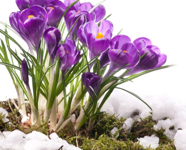 крокус цветок