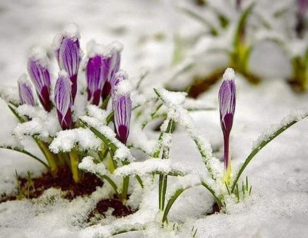 весеннее пробуждение природы