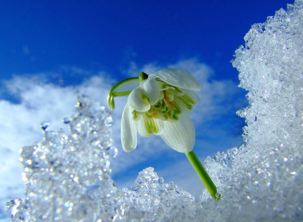 нежные подснежники