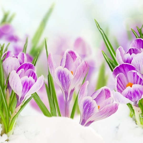 крокус весенний