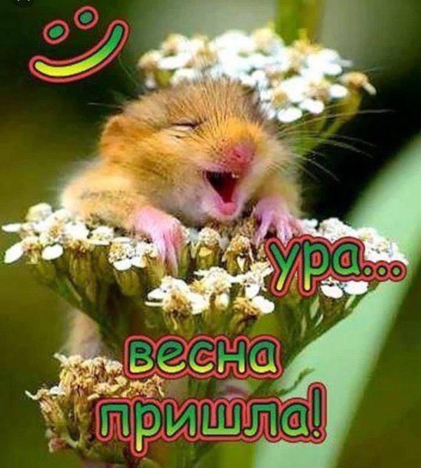 счастливый хомяк