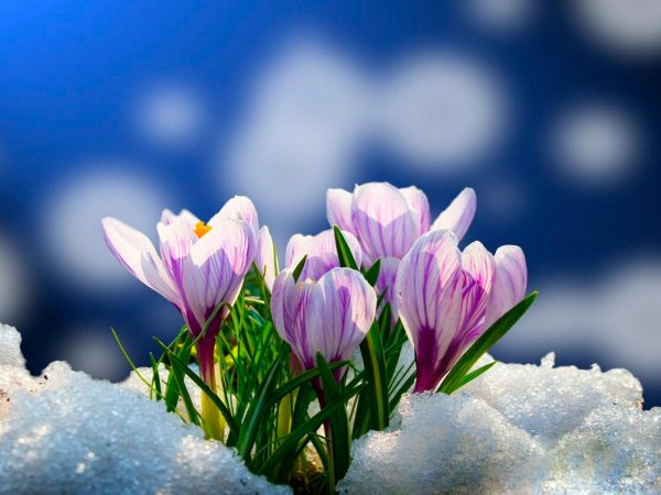 крокусы в снегу