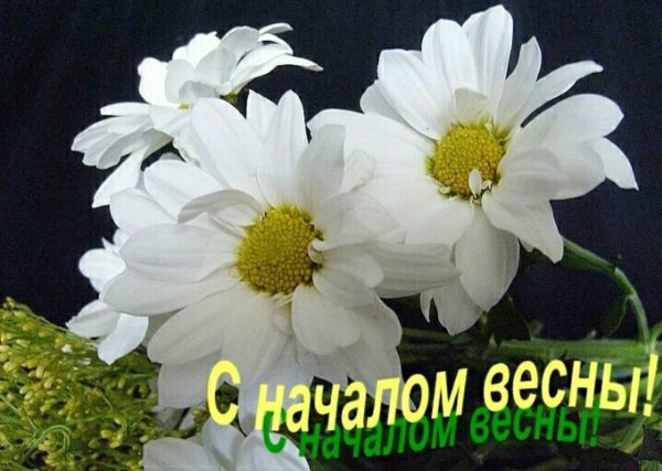 ромашка цветки