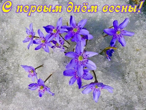 печеночница обыкновенная