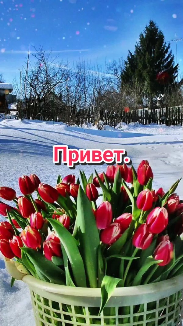 тюльпаны зимой