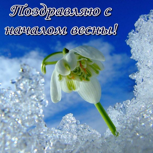 весенние подснежники