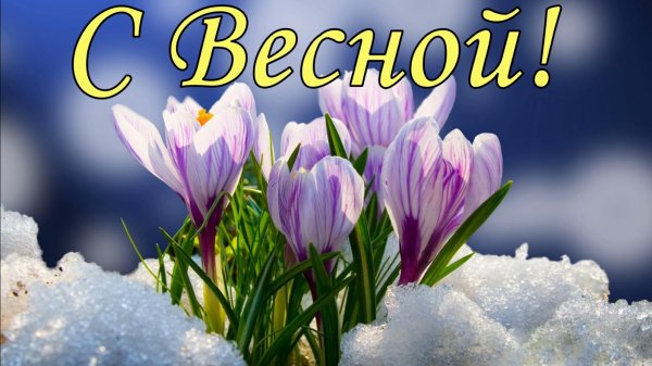 крокус цветок