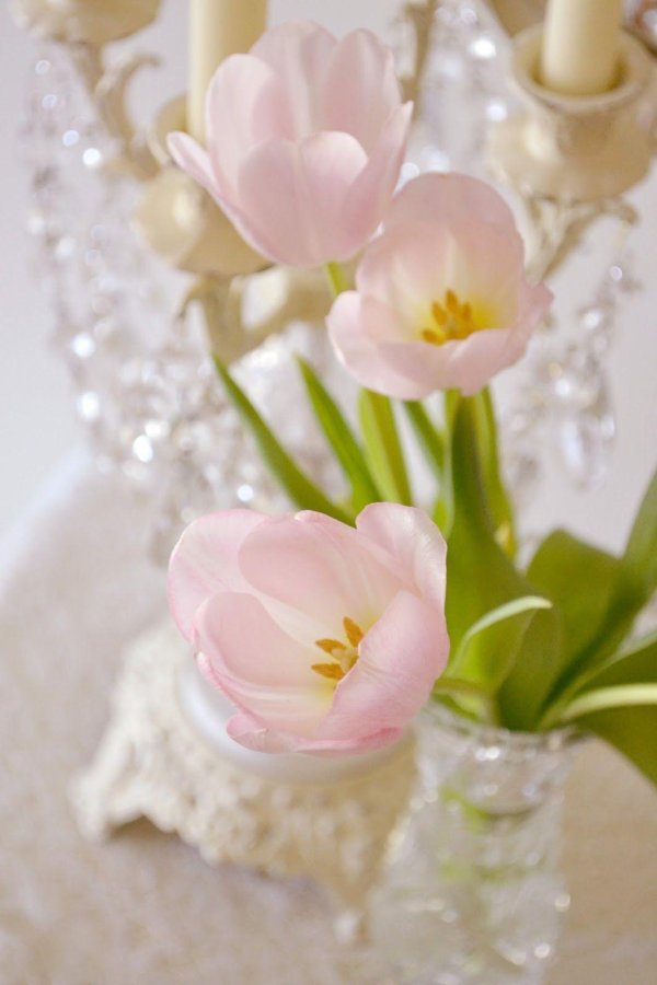 белые тюльпаны