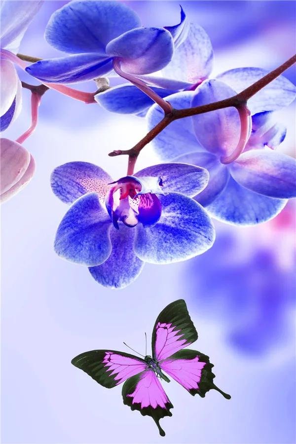обои голубая орхидея