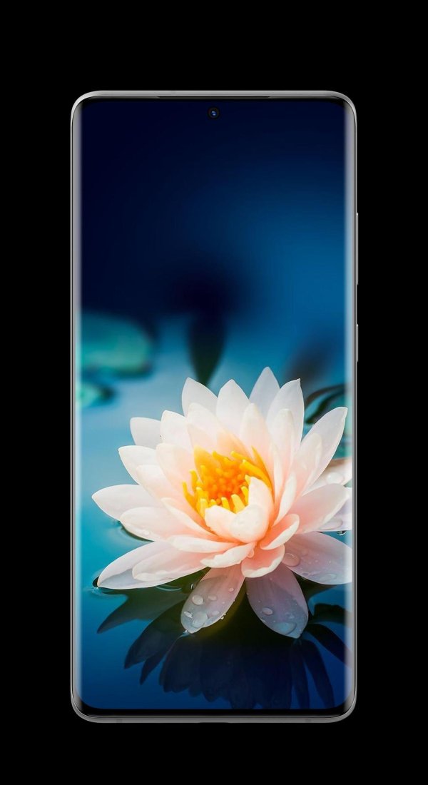 цветки лотоса