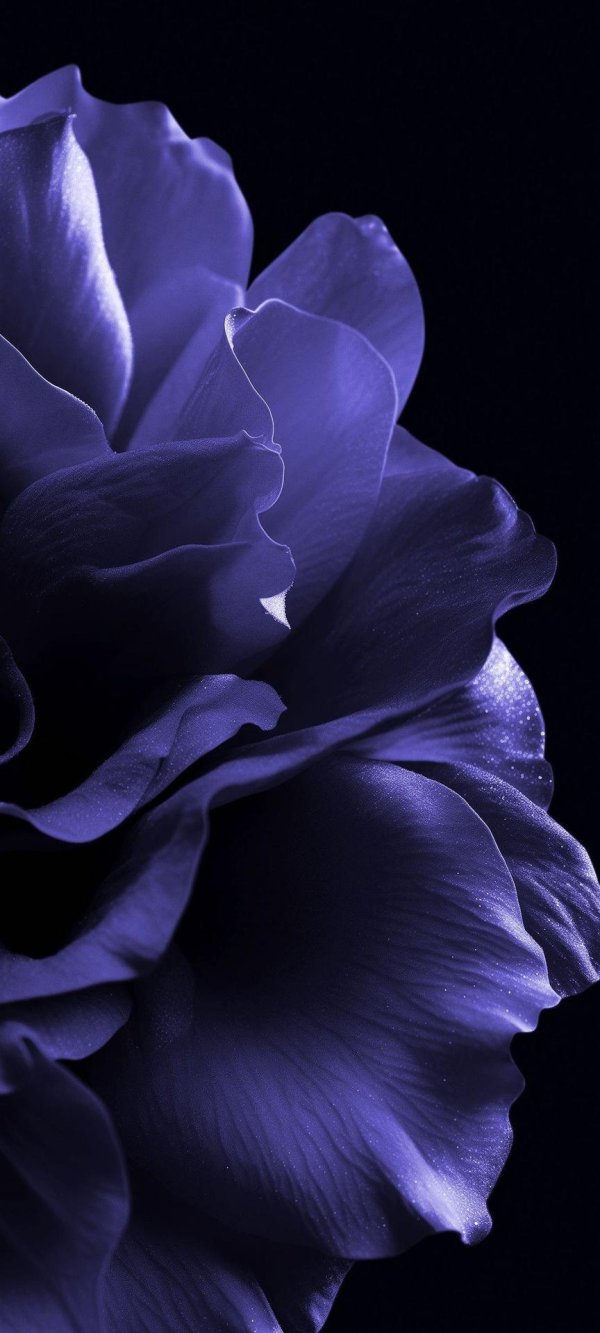 фиолетовые пионы