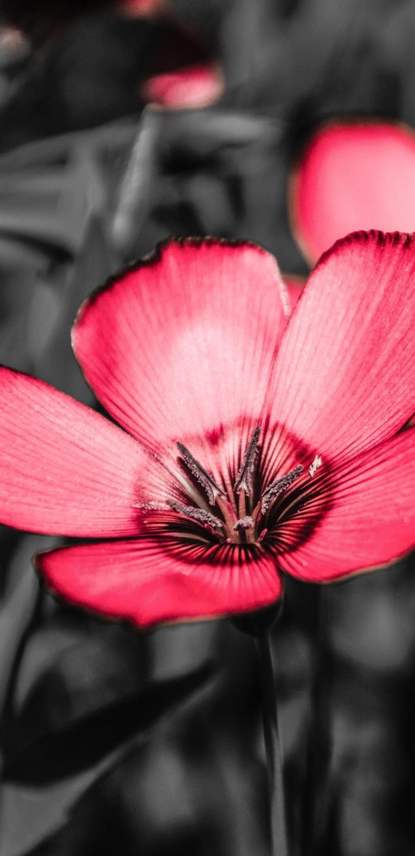 лен крупноцветковый рубрум