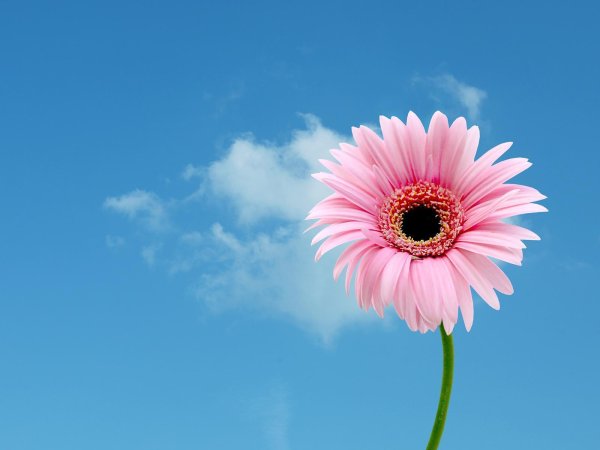 розовая гербера