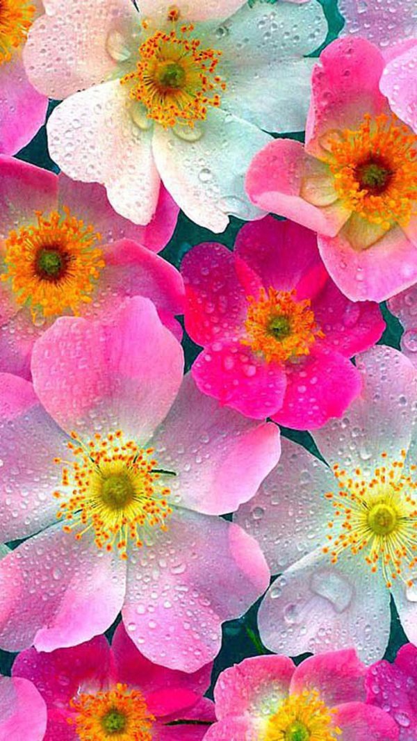 цветочные фоны